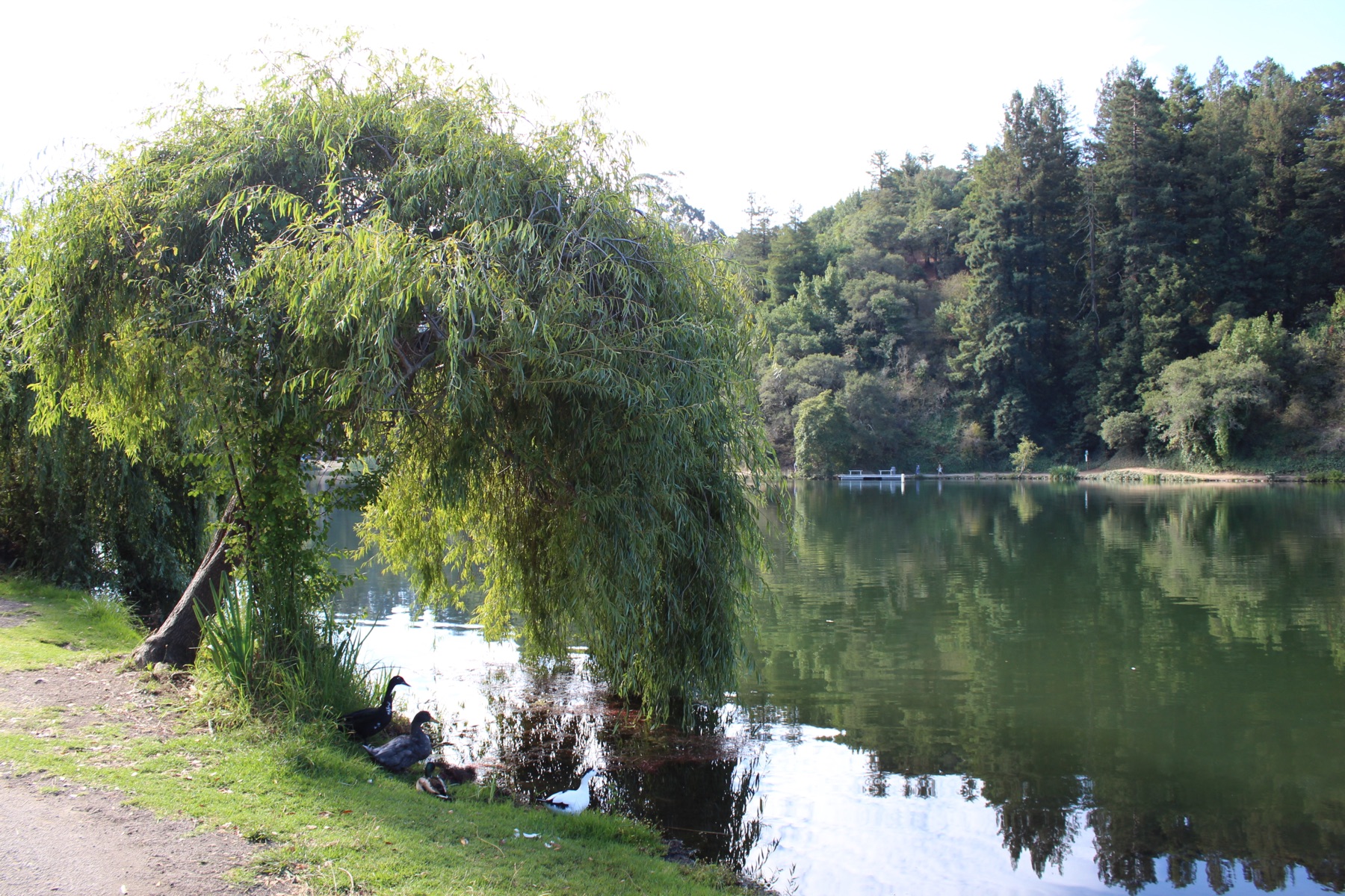 Ducks resting beneath a willow tree at the edge of a calm lake