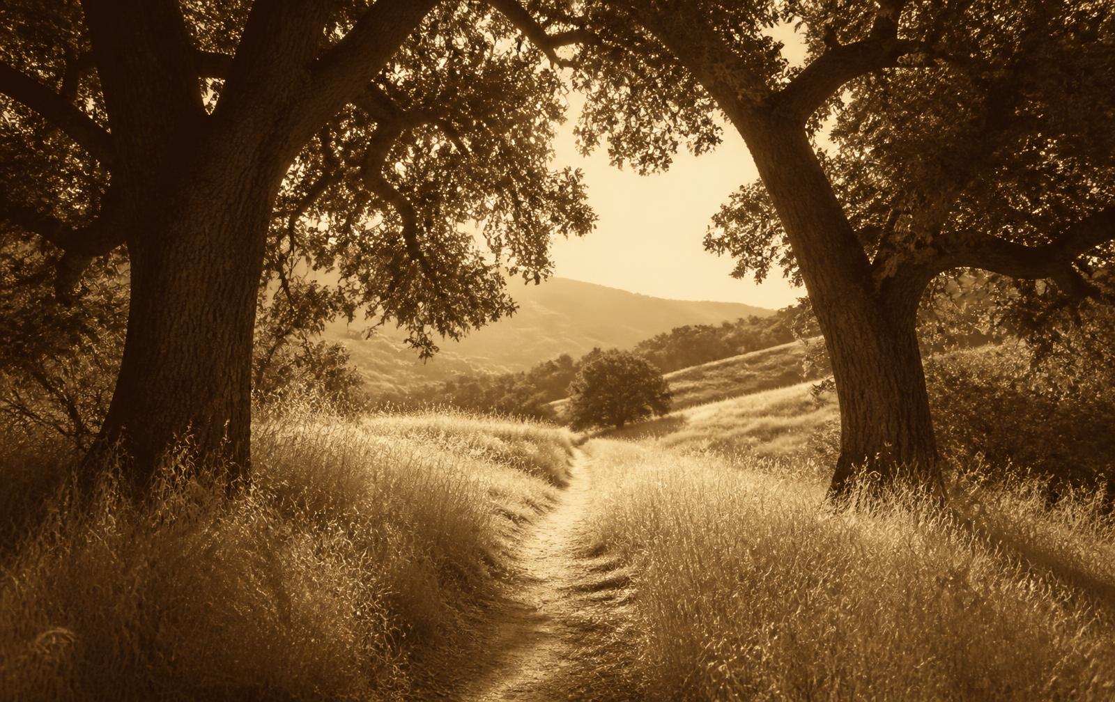 A narrow footpath winding through dry grass between two oak trees